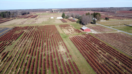 The Newest Addition: Our Blueberry Farm