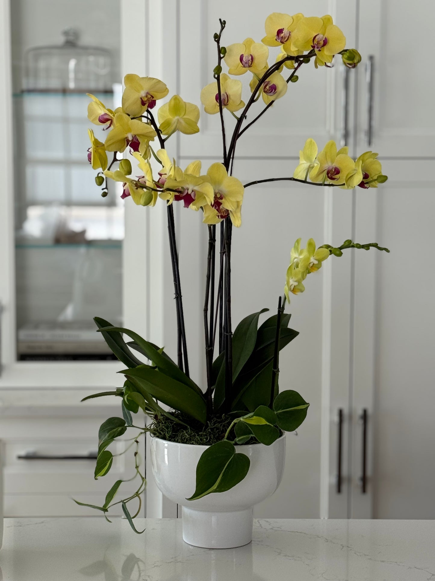 Orchid Plants