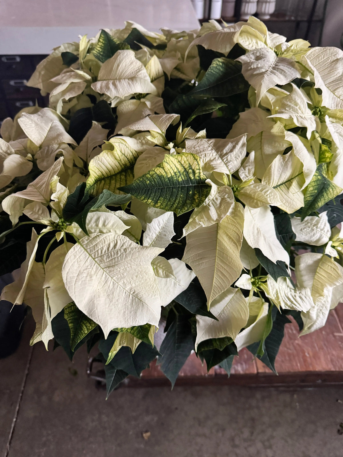 Poinsettia Galore Luminous Blooms