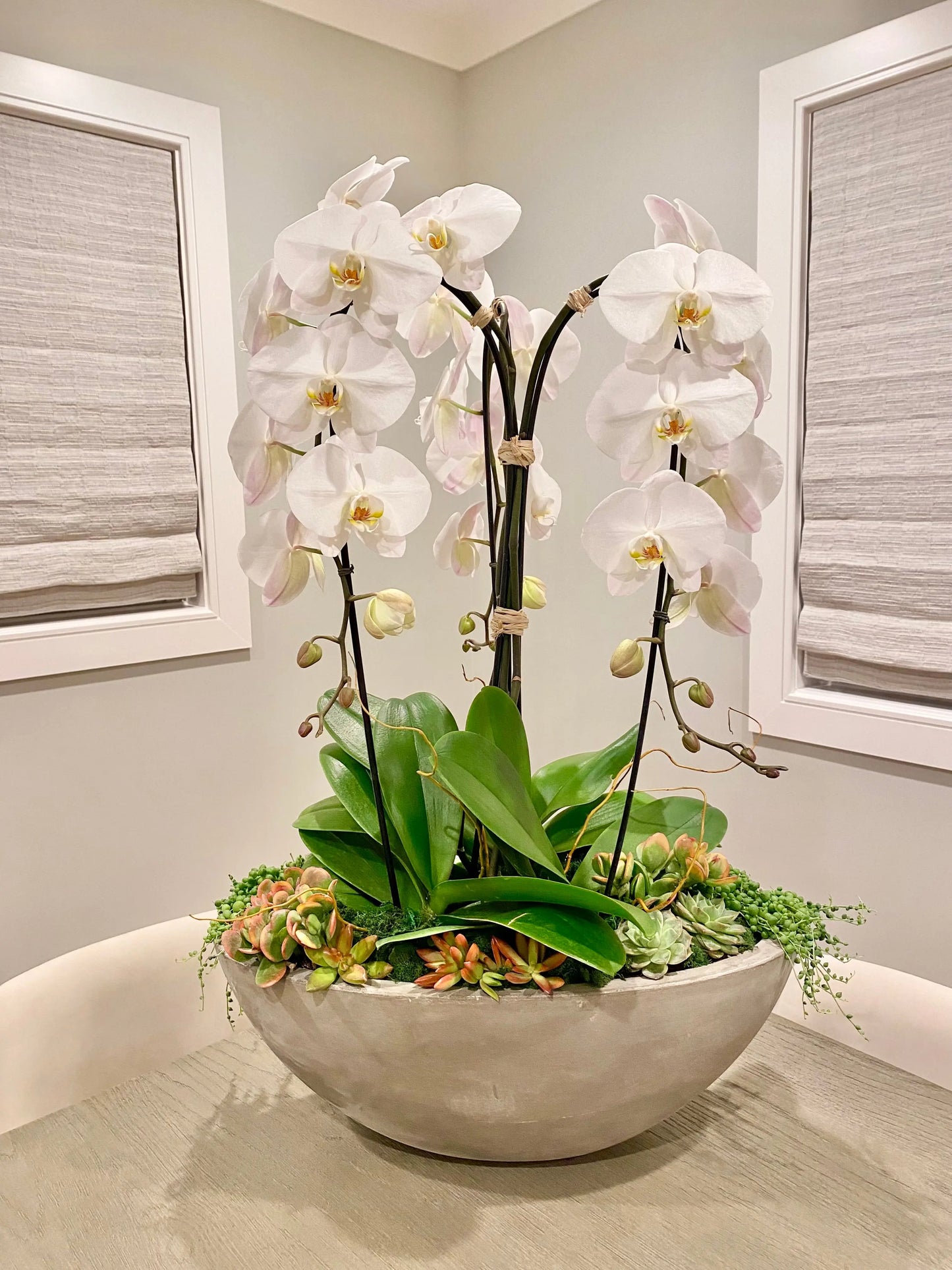 Orchid Plants Luminous Blooms