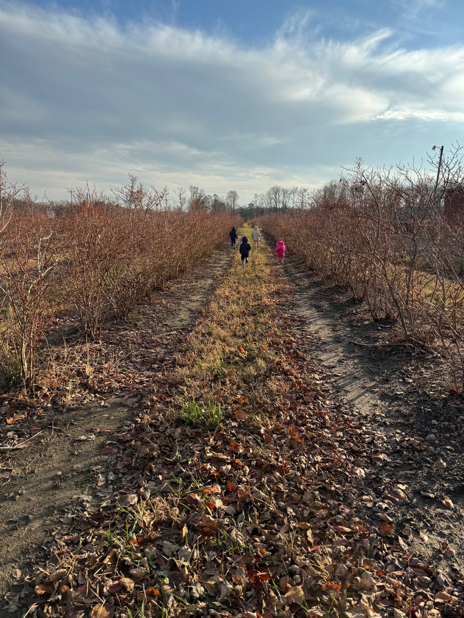 blueberry bushes in michigan