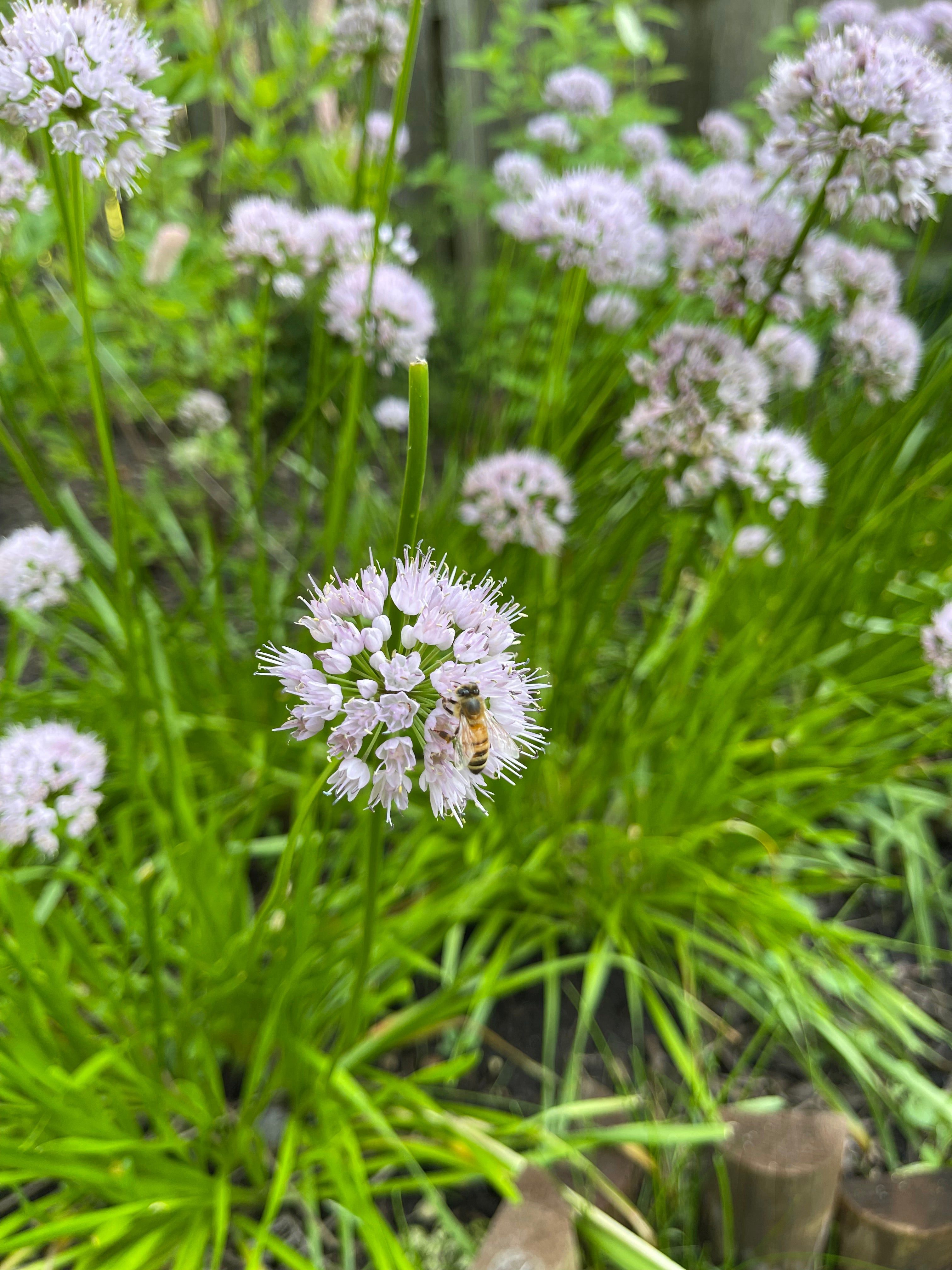 Luminous Blooms Garden Center in Highland Park, IL