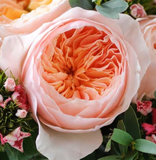 "Happy Anniversary" David Austin Garden Roses in a Vase
