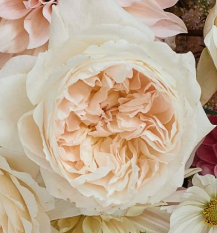 "Happy Anniversary" David Austin Garden Roses in a Vase