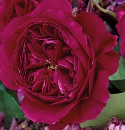 "Happy Anniversary" David Austin Garden Roses in a Vase
