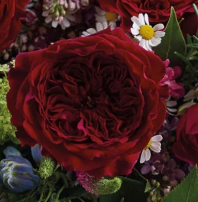 "Happy Anniversary" David Austin Garden Roses in a Vase