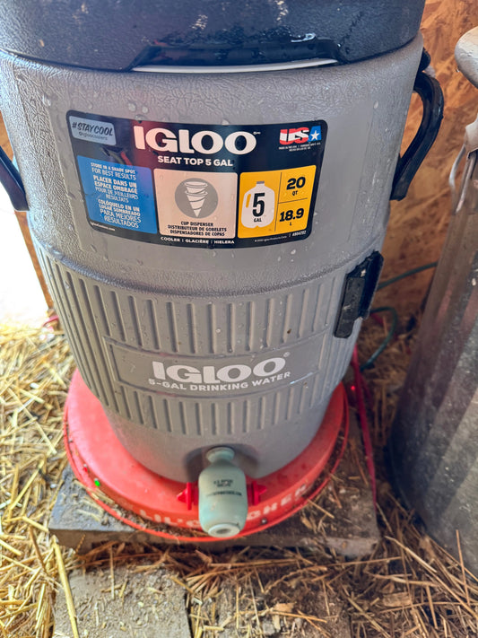Chicken Waterer and Feed