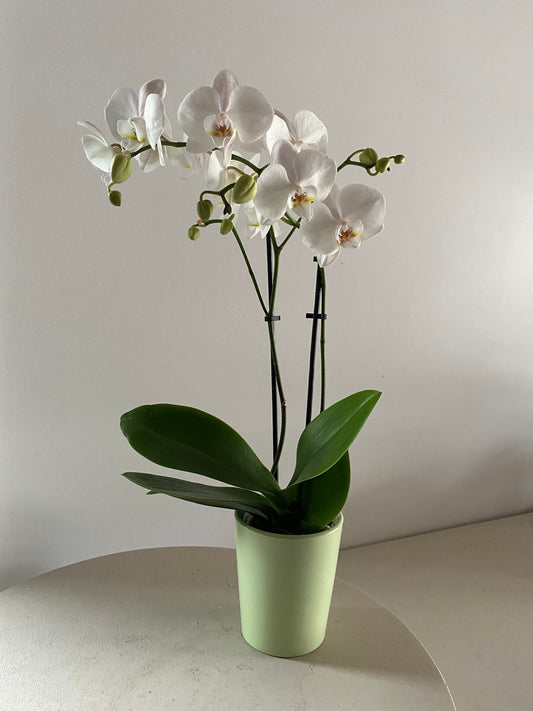 Single Orchid Plant