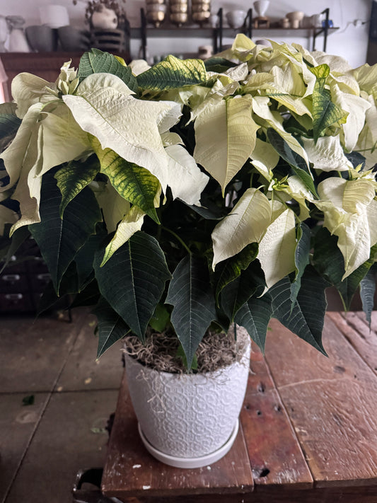 Poinsettia