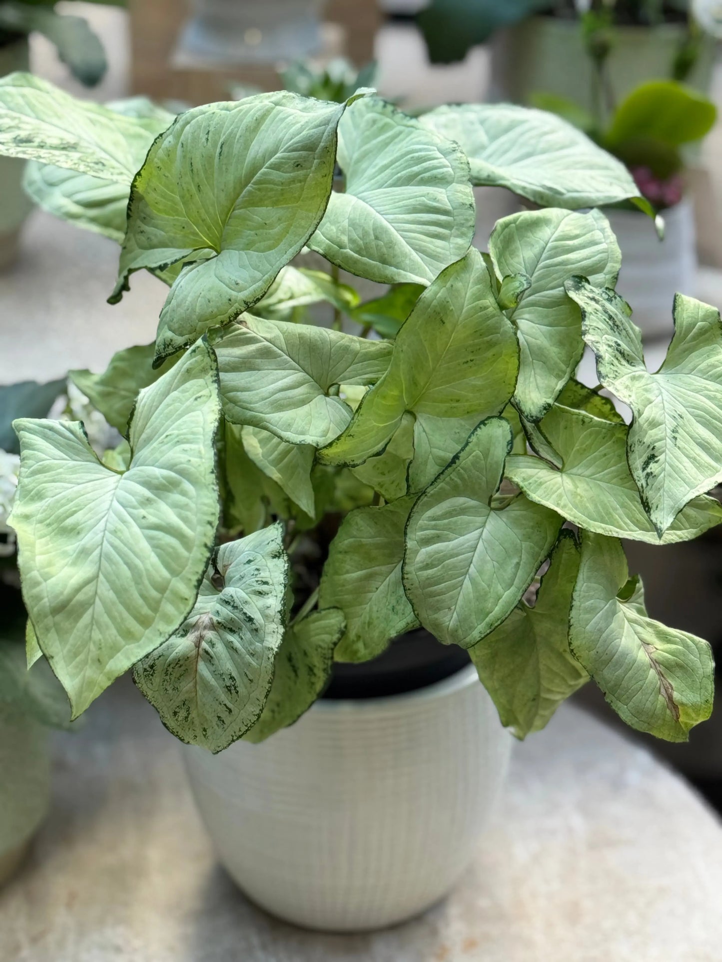 Plant Luminous Blooms & Gardens