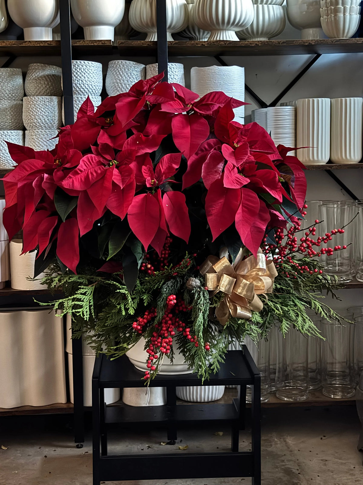 Poinsettia Galore Luminous Blooms