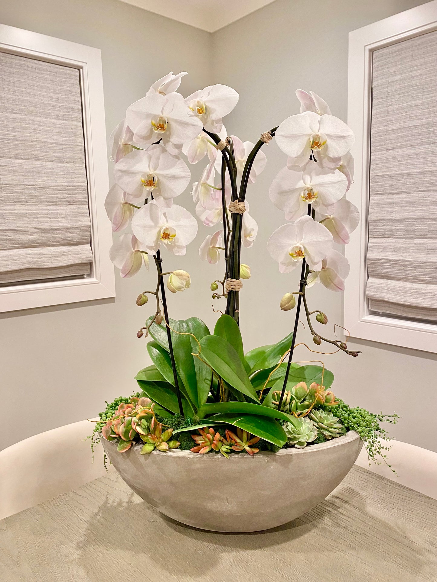 Orchid Plants