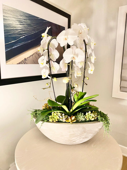 Orchid Plants Luminous Blooms