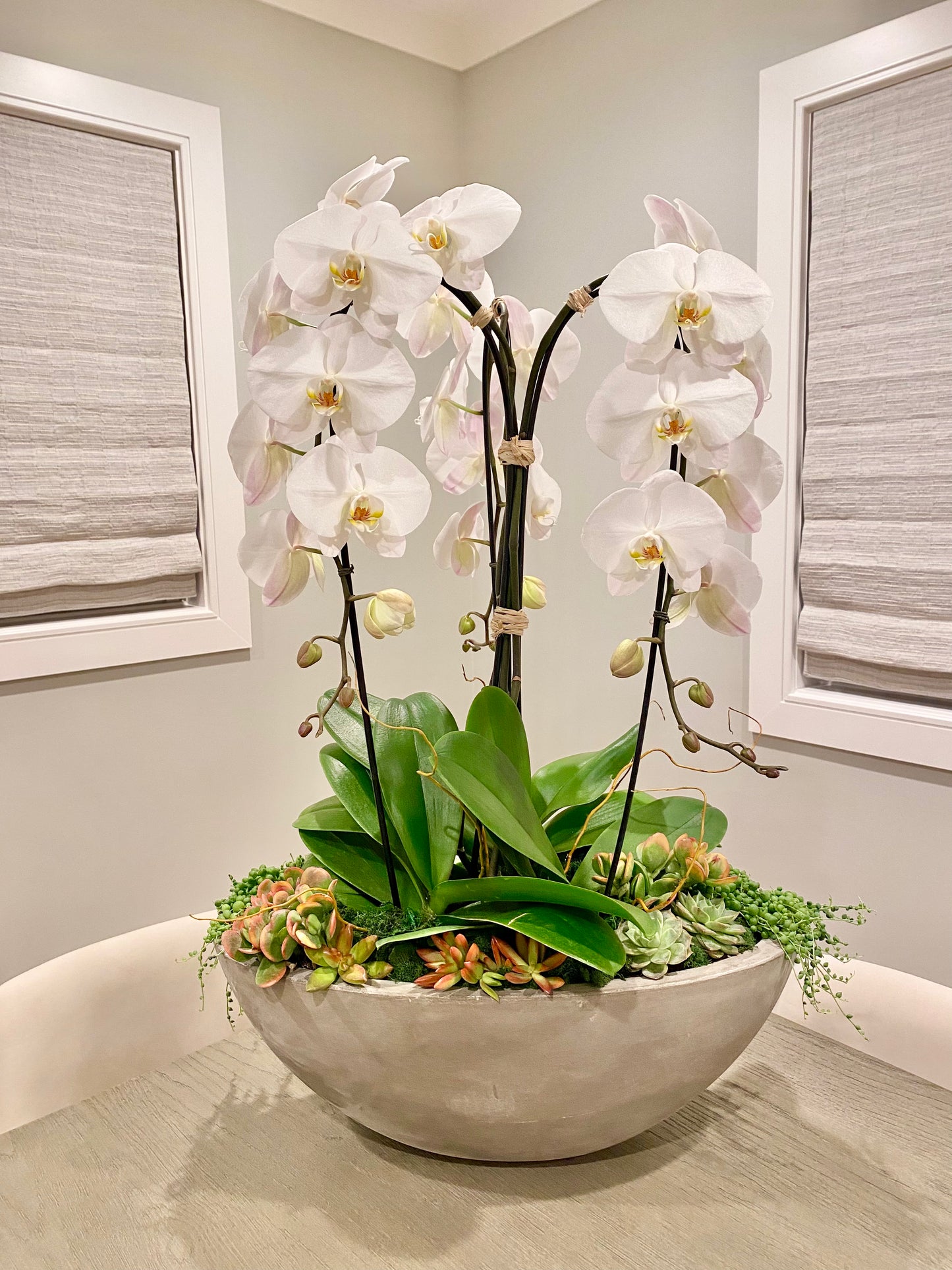 Orchid Plants