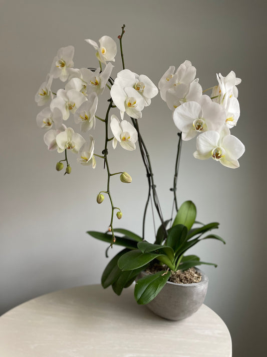 Orchid Plants