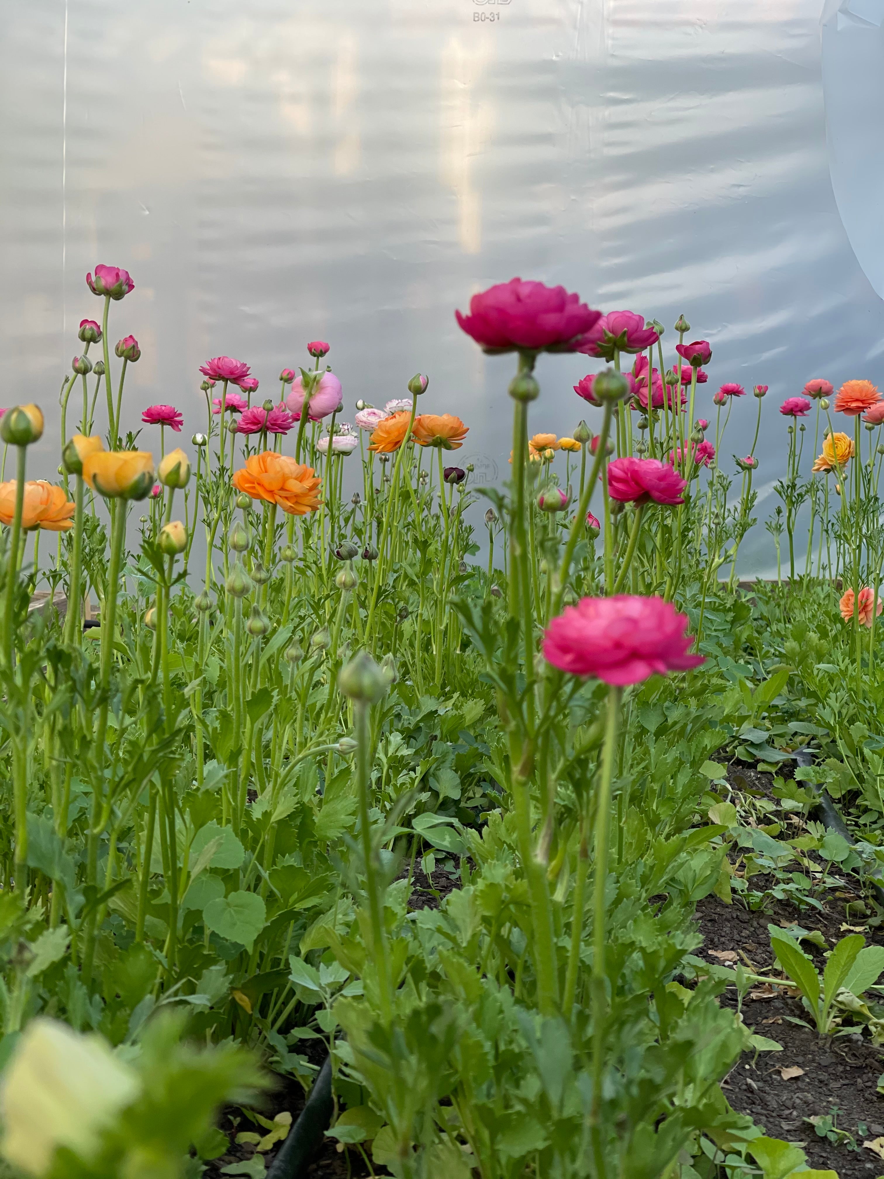 Organic Plants in Highland Park, IL