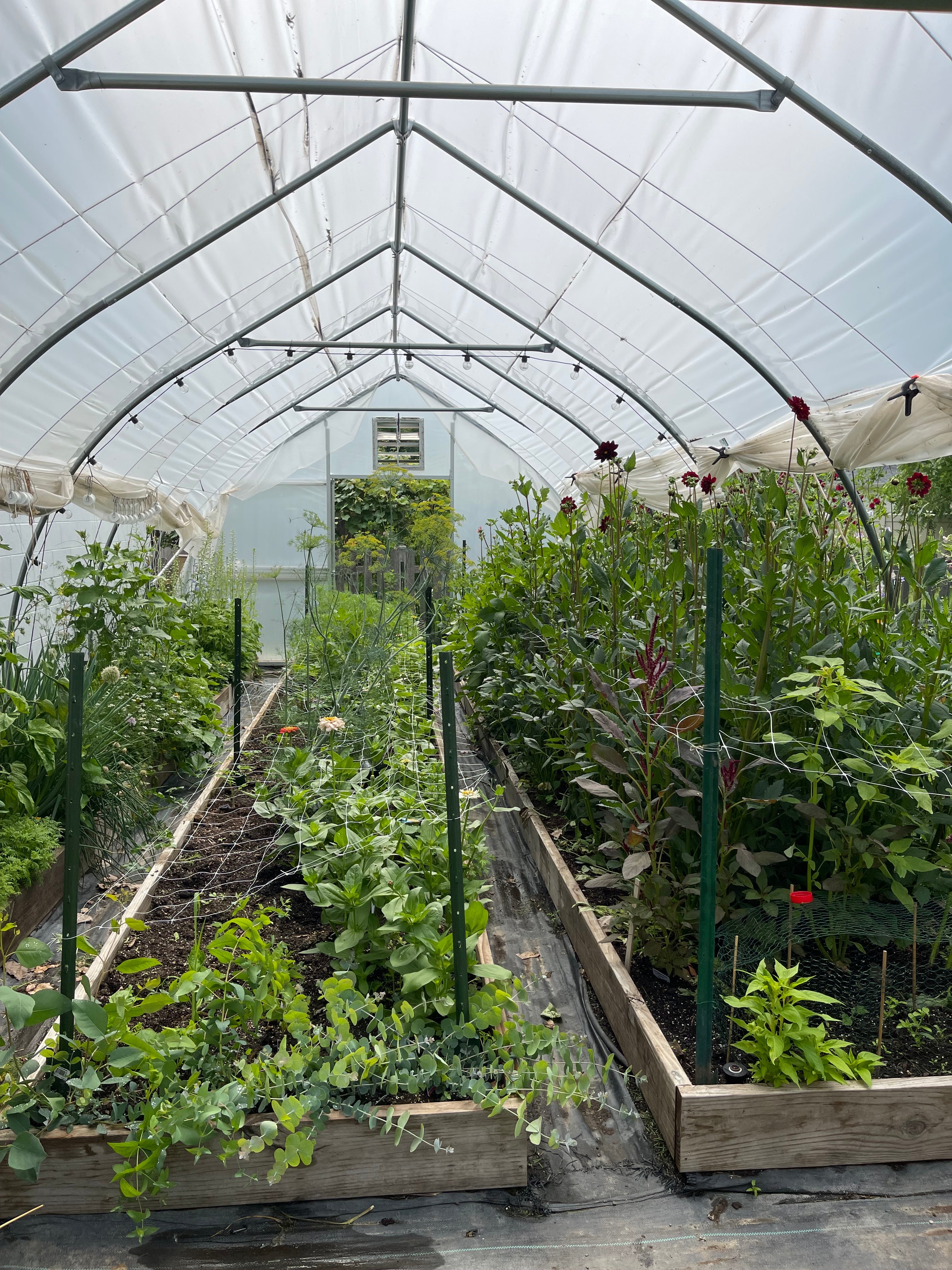 Organically grown flowers in Highland Park, IL