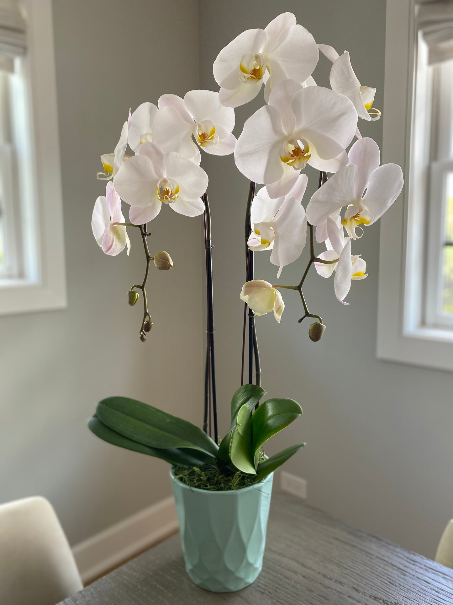 Orchid Plants
