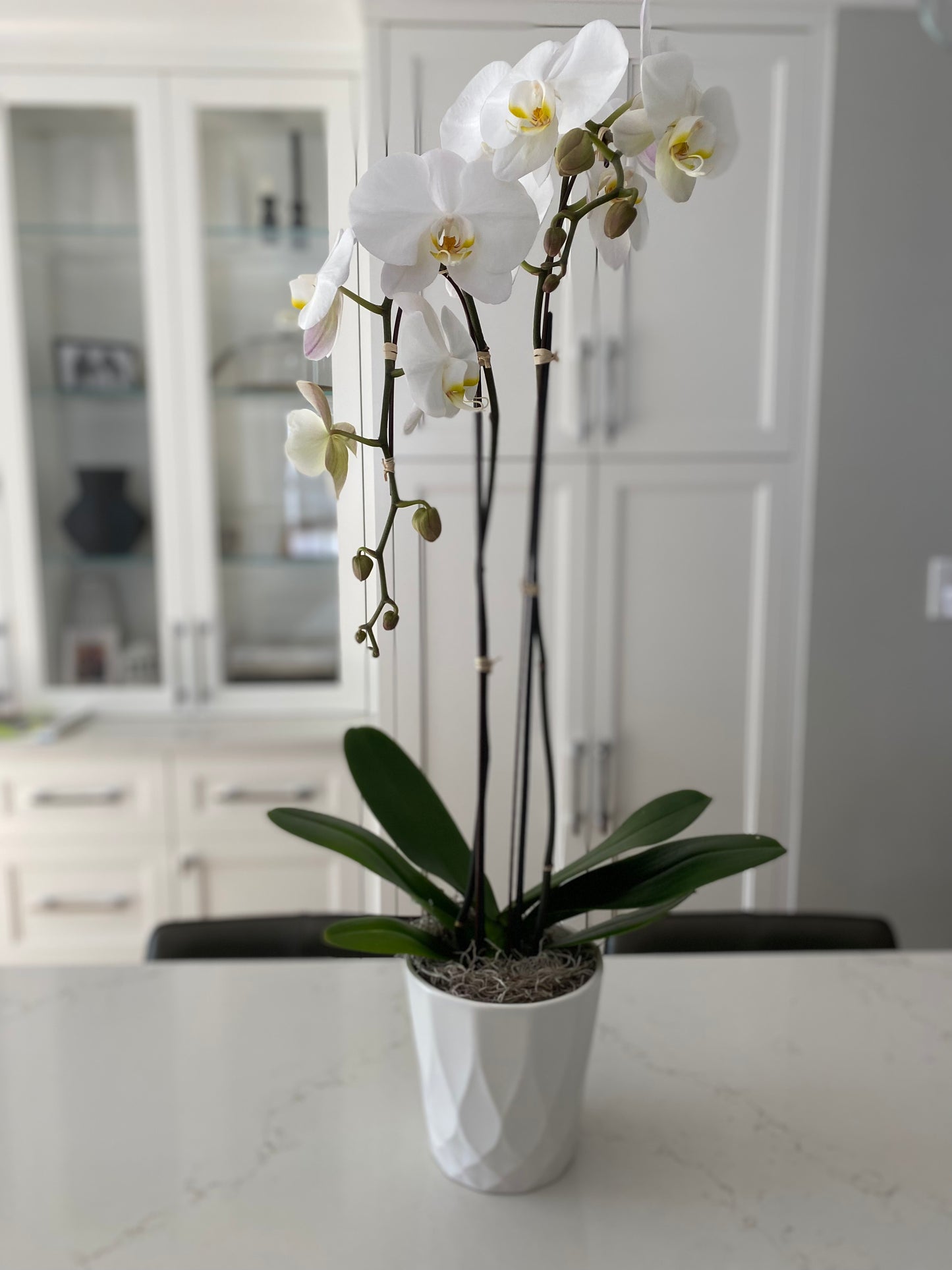 Orchid Plants
