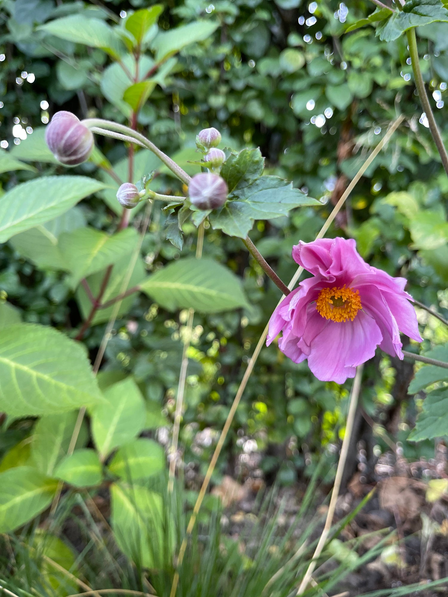 Luminous Blooms Garden Center in Highland Park