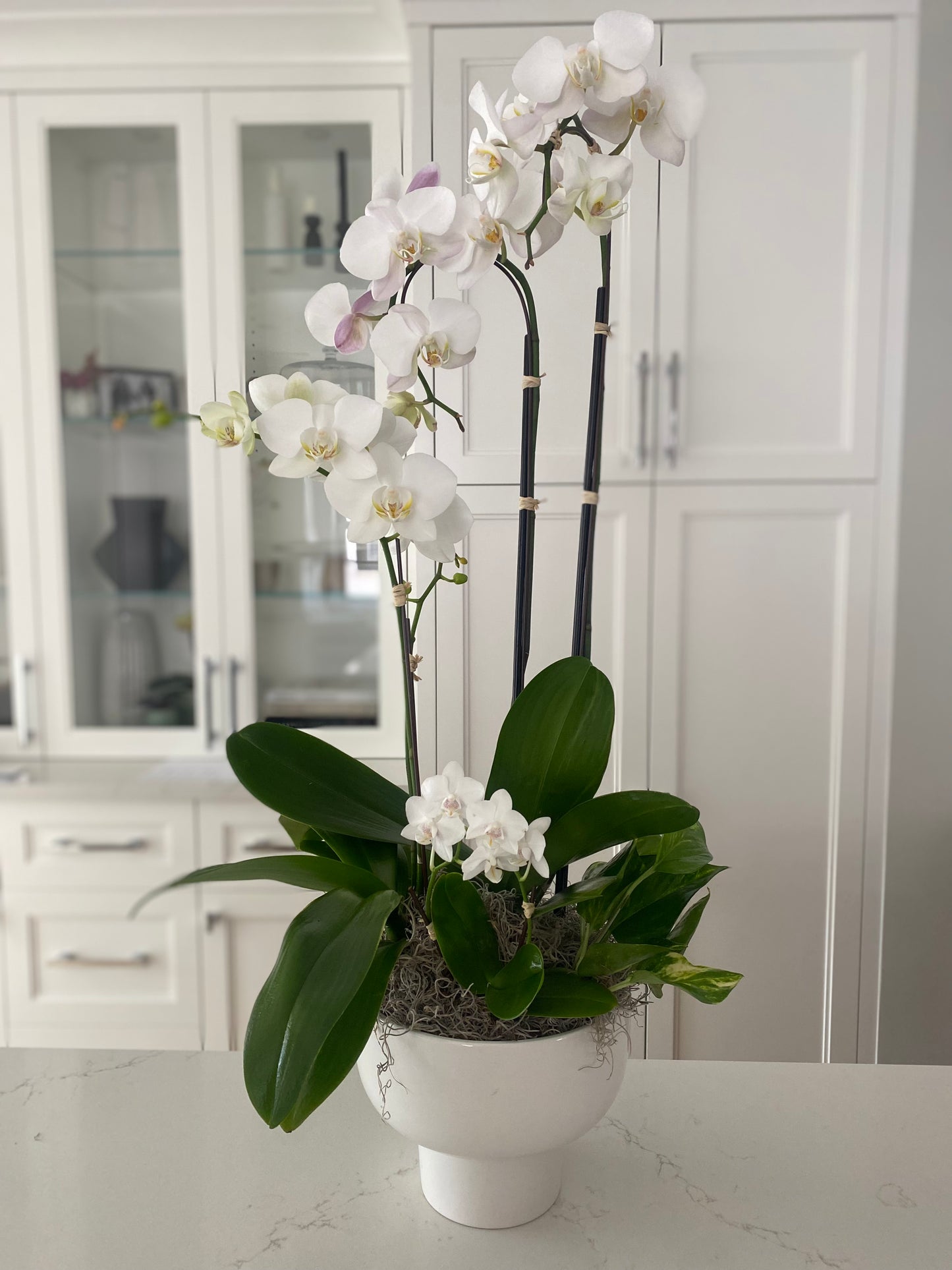 Orchid Plants