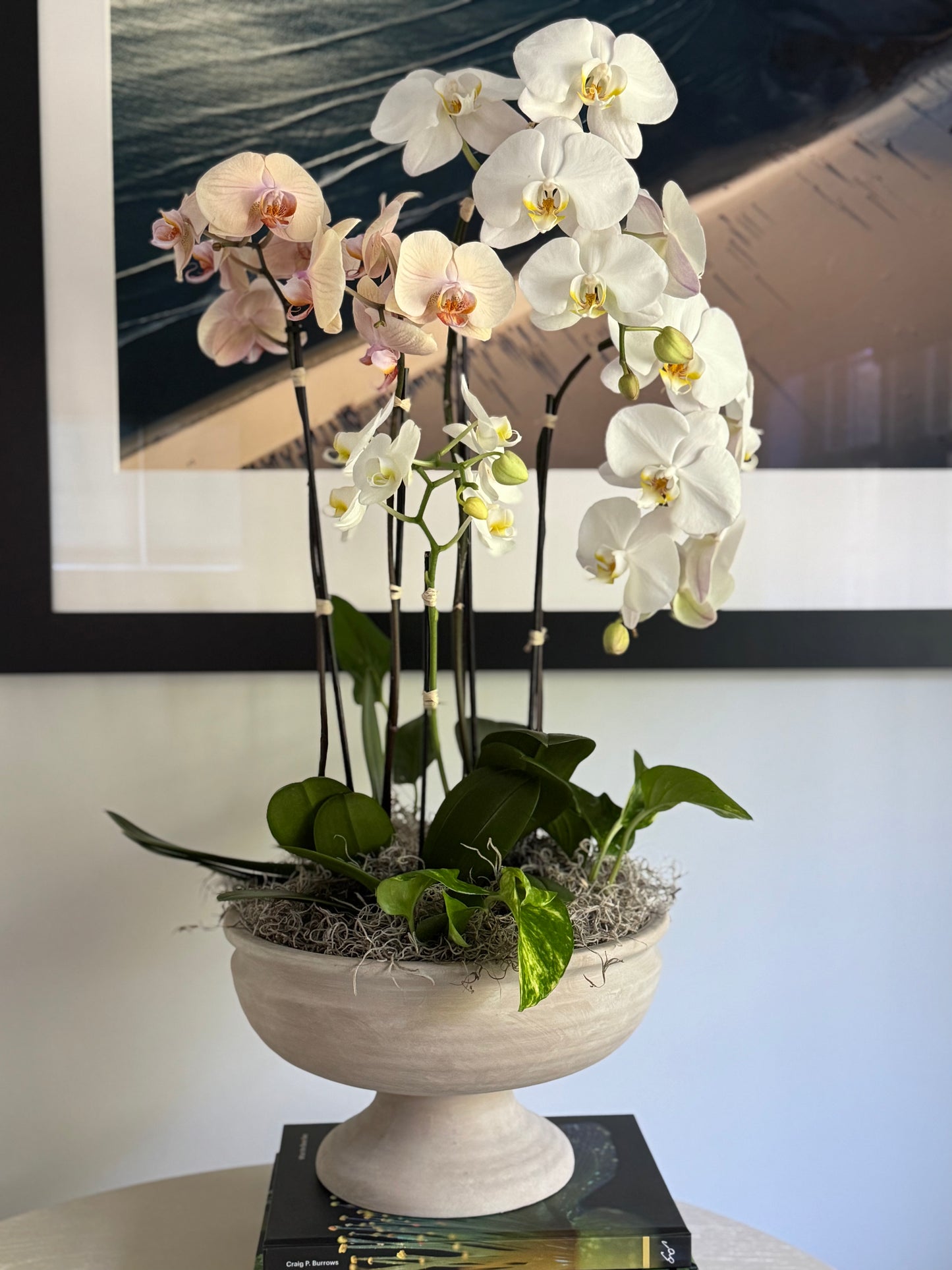 Orchid Plants