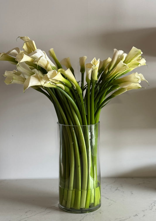 Calla Blanc
