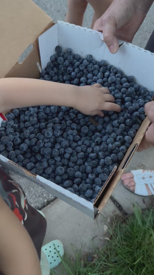 Organic No Spray Blueberries From Our Farm August Only